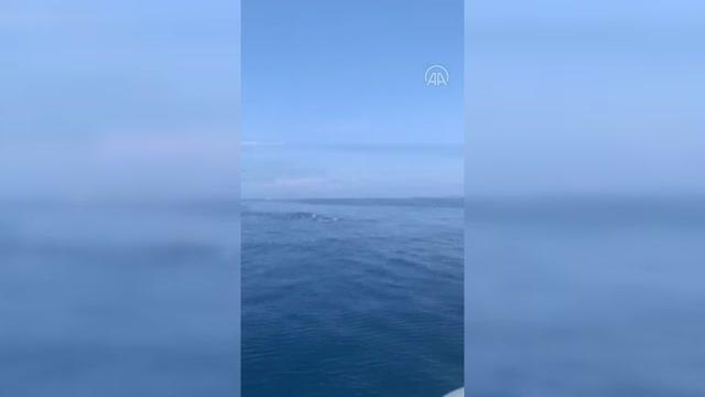 Karaburun'da yunuslar, cep telefonu kamerasıyla görüntülendi