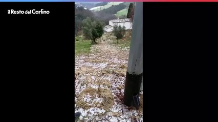 Pesaro, sette lupi sotto casa. Allontanati dal cane