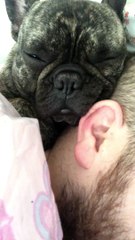 Frenchies Snoring With Their Cuddle Buddy