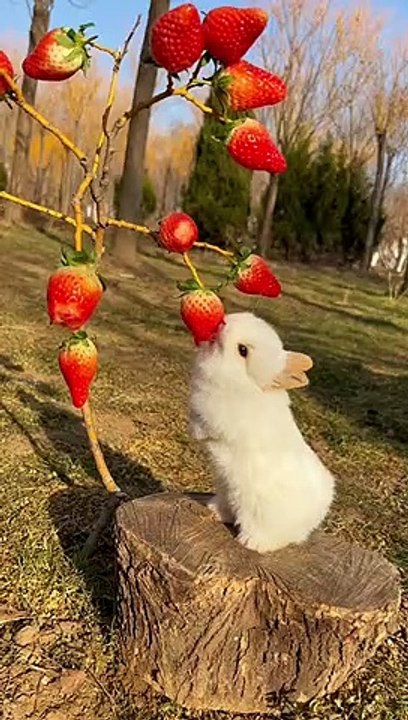 Cute bunny