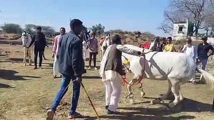 कलशों की अगुआई में निकली शोभायात्रा, घोडियों के नृत्य ने मोहा