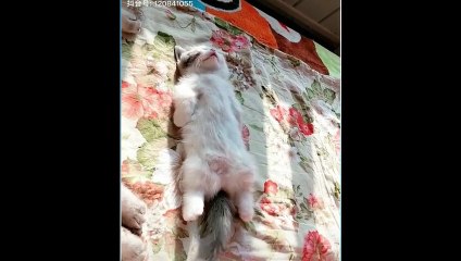 funny and cute cats - short funny cat videos
