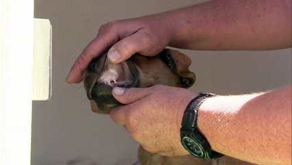 Animal Cops: Phoenix | show | 2009 | Official Trailer