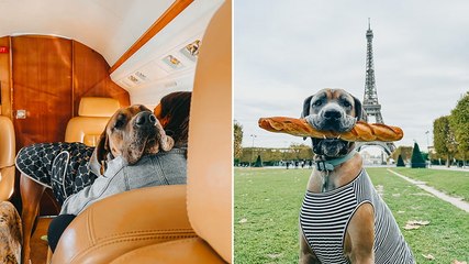 Couple charter private jet to fly Great Dane across the world