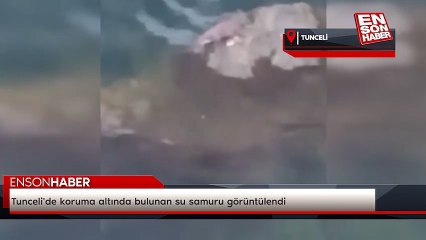 Tunceli'de koruma altında bulunan su samuru görüntülendi