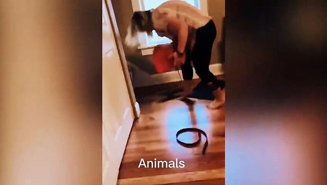 Best Funniest animals & Super cool animals | Funny dog and cat videos | funny and cute dogs & cats