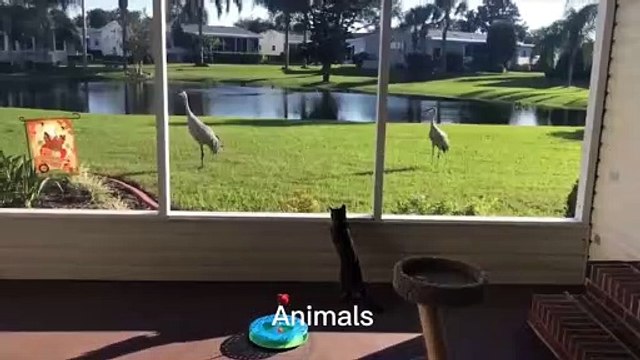 Best Funniest animals & Super cool animals | Funny dog and cat videos | funny and cute dogs & cats