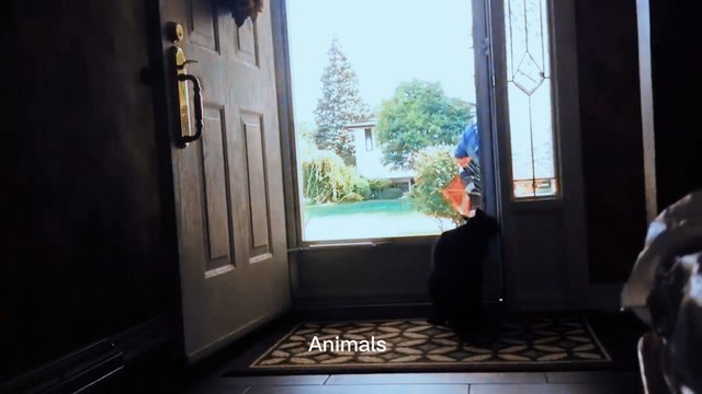 Best Funniest animals & Super cool animals | Funny dog and cat videos | funny and cute dogs & cats