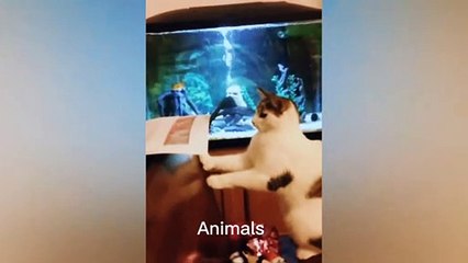 Best Funniest animals & Super cool animals | Funny dog and  cat videos | funny and cute dogs  & cats