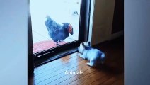 Best Funniest animals & Super cool animals | Funny dog and  cat videos | funny and cute dogs  & cats