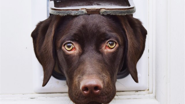 A cheeky dog chewed through the front door, and the internet is in stitches (VIDEO)
