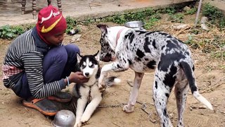 Puppies of Great Dane and Siberian Husky playing around in Indian Countryside village