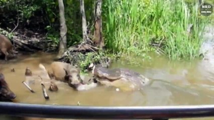 7 Craziest Moments Alligator Hunting And Battling   Wild Animals World