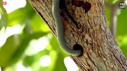 7 Incredible Moments Snakes Swallow Everything   Wild Animals World
