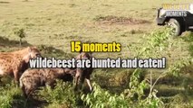 15 Brutal Moments WILDEBEEST Hunted Caught On Camera - Wildlife Moments