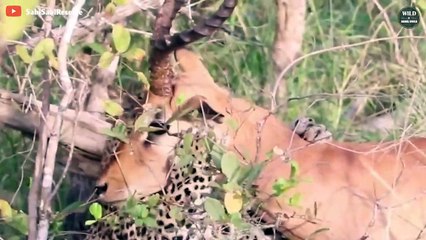 15 Brutal Wildlife Hunting Moments 2022 That Will Make You Panic - Wild Animals World