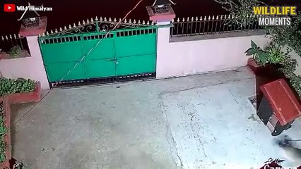 15 Craziest Moments LEOPARD Vs DOG Caught On Camera - Wildlife Moments