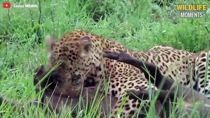 15 Craziest Moments LEOPARD Hunt WARTHOG - Wildlife Moments