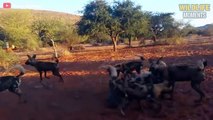 15 Dramatic Moments Wild Dogs Hunting In Water Caught On Camera - Wildlife Moments