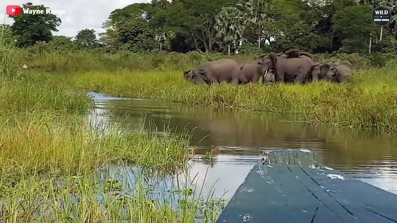 15 Embarrassing Moments CROCODILES Choose The Wrong Prey - Wild Animals ...