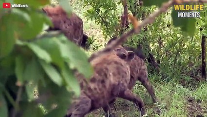 15 Epic Moments HYENA Fights You've Never Seen Before - Wildlife Moments