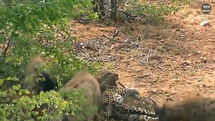15 Epic Moments Of Hyena VS Leopard You Shouldn't Click On - Wild Animals World