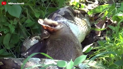 15 Incredible Moments Python Swallows Everything   Wild Animals World