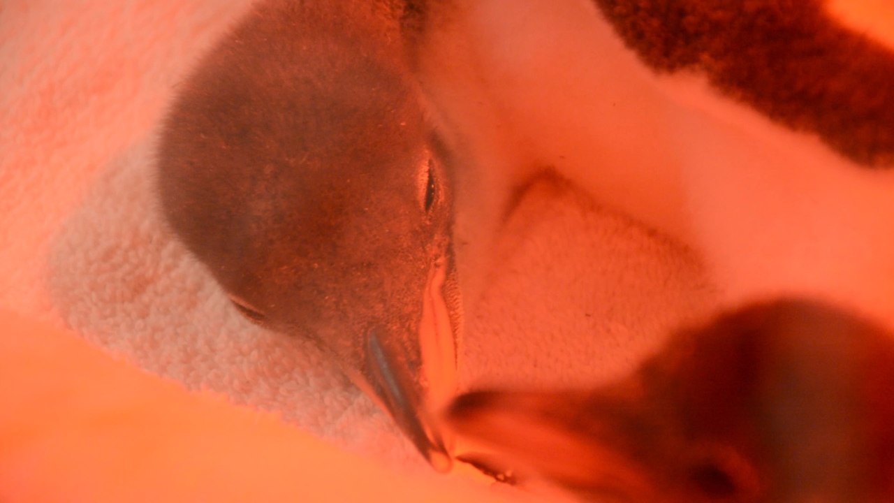 Zoológico de Guadalajara cría "a mano" polluelos de pingüino Adelia