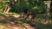 45 Horror Moments Tiger Hunting Gives You Chills - Wildlife Moments