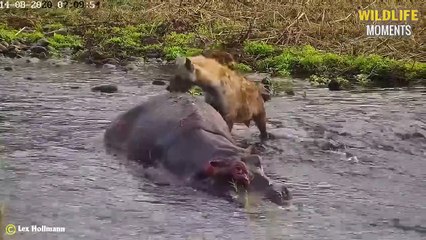 45 Lucky Moments Hyena Meets Injured Animals - Wildlife Moments