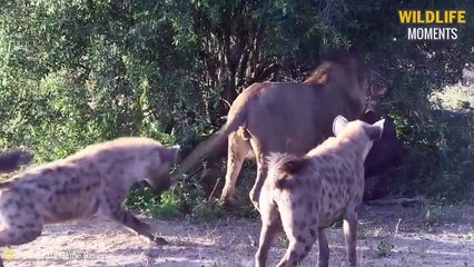 45 Merciless Moments Hyena Attack Injured Lion @swagwildlifemoments