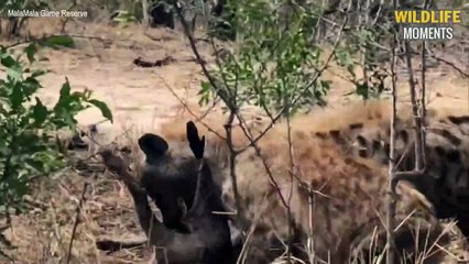 45 Merciless Moments Hyenas Hunt Their Prey That Make You Scream - Wildlife Moments