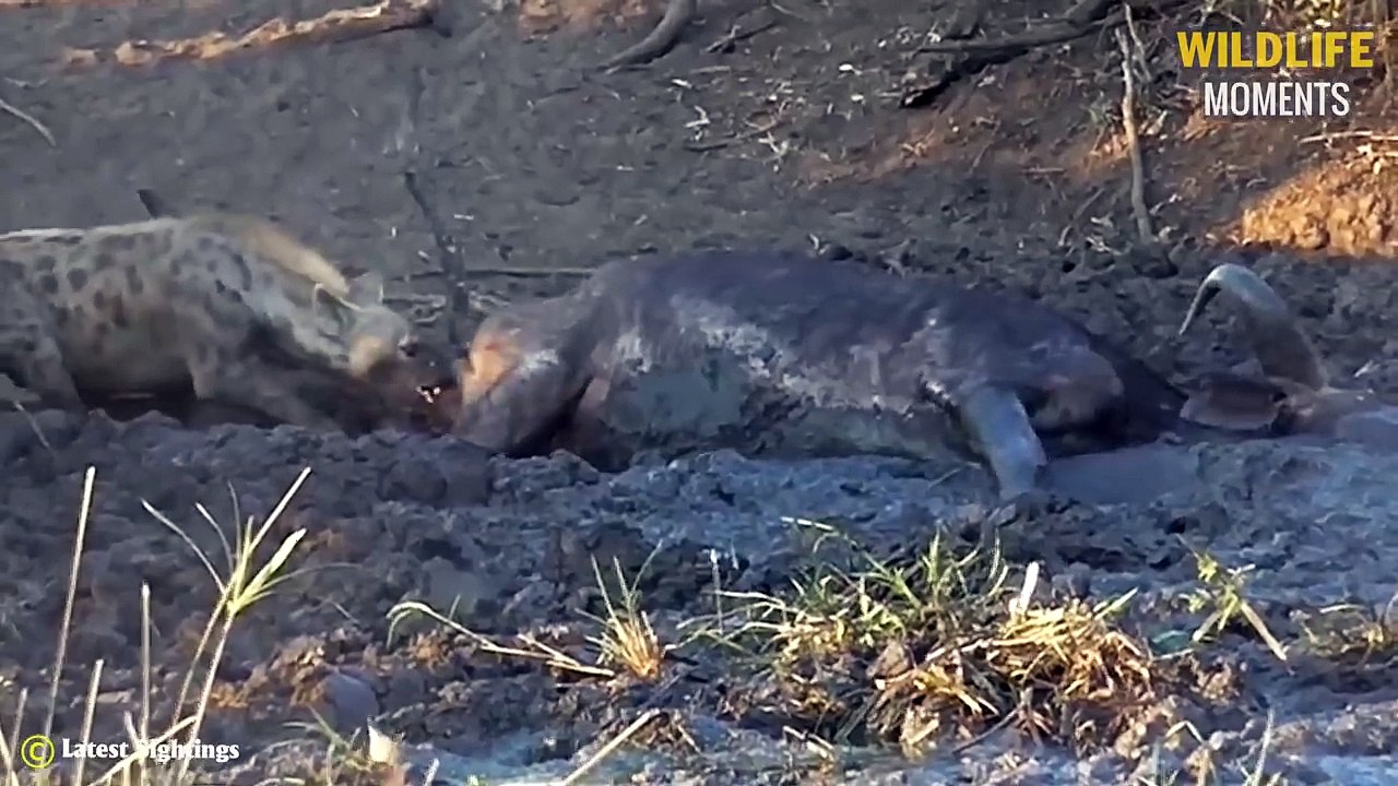 45 Moments Injured Prey Meets Lucky Predator And What Happens @swagwildlifemoments