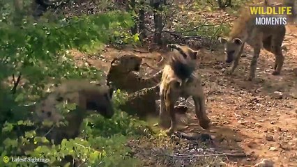 45 Painful Last Moments Of Wild Animals  - Wildlife Moments