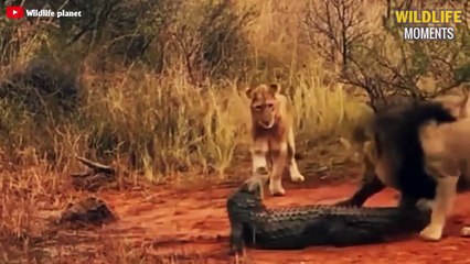 45 Panic Moments Animals Get Stuck In The Mud And Predator See It - Wildlife Moments