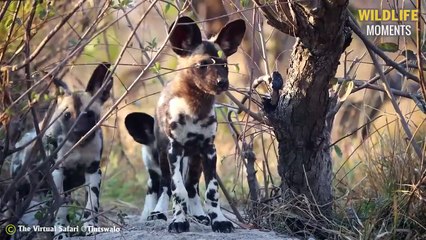 45 Scary Moments Wild Dog Get Injured and Becomes Prey @swagwildlifemoments