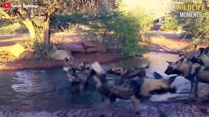 45 Scary Moments Wild Dogs Ripped Warthog @swagwildlifemoments
