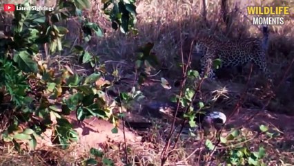 45 Shocking Moments Prey Against Predator - Wildlife Moments