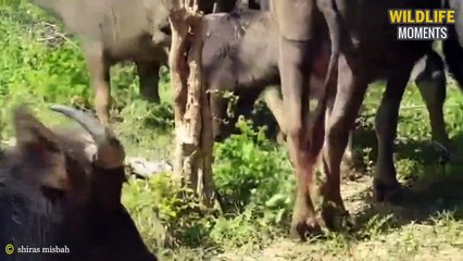 45 Shocking Moments Prey Tries To Escape Predators @swagwildlifemoments