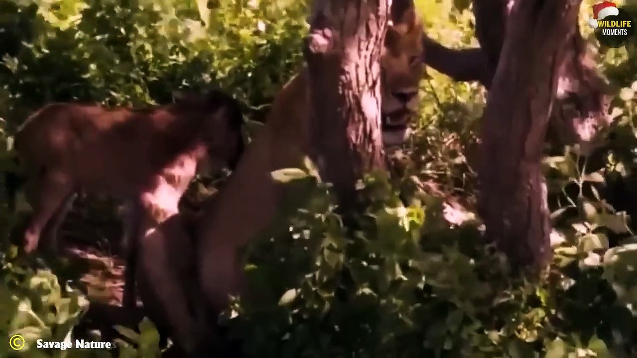 45 Strangest Moments When Hero Lion Saves Animal @swagwildlifemoments