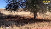 45 Unexpected Moments When Leopard Attack Prey @swagwildlifemoments