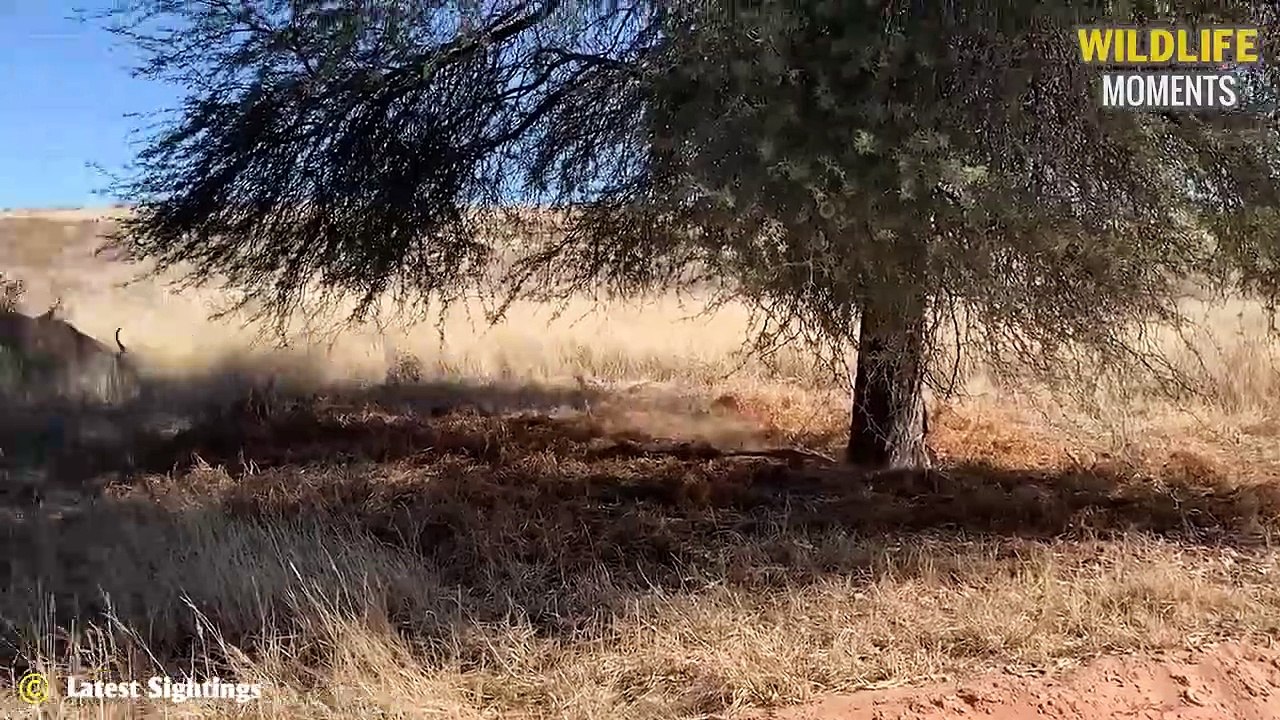 45 Unexpected Moments When Leopard Attack Prey @swagwildlifemoments