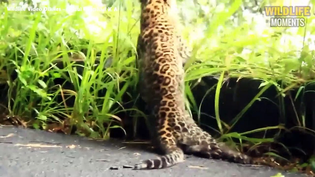 45 Unlucky Moments Injured Lion & Leopard Try To Survive - Wildlife Moments