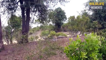 45 Unlucky Moments Wildebeest Injured And What Happened Next - Wildlife Moments