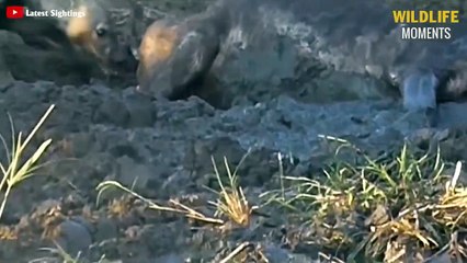 Best Brutal Moments Hyenas Show No Mercy While Hunt - Wildlife Moments