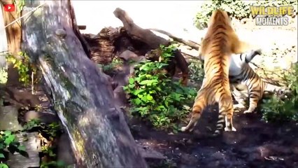 Brutal Moments TIGER Fight You've Never Seen - Wildlife Moments