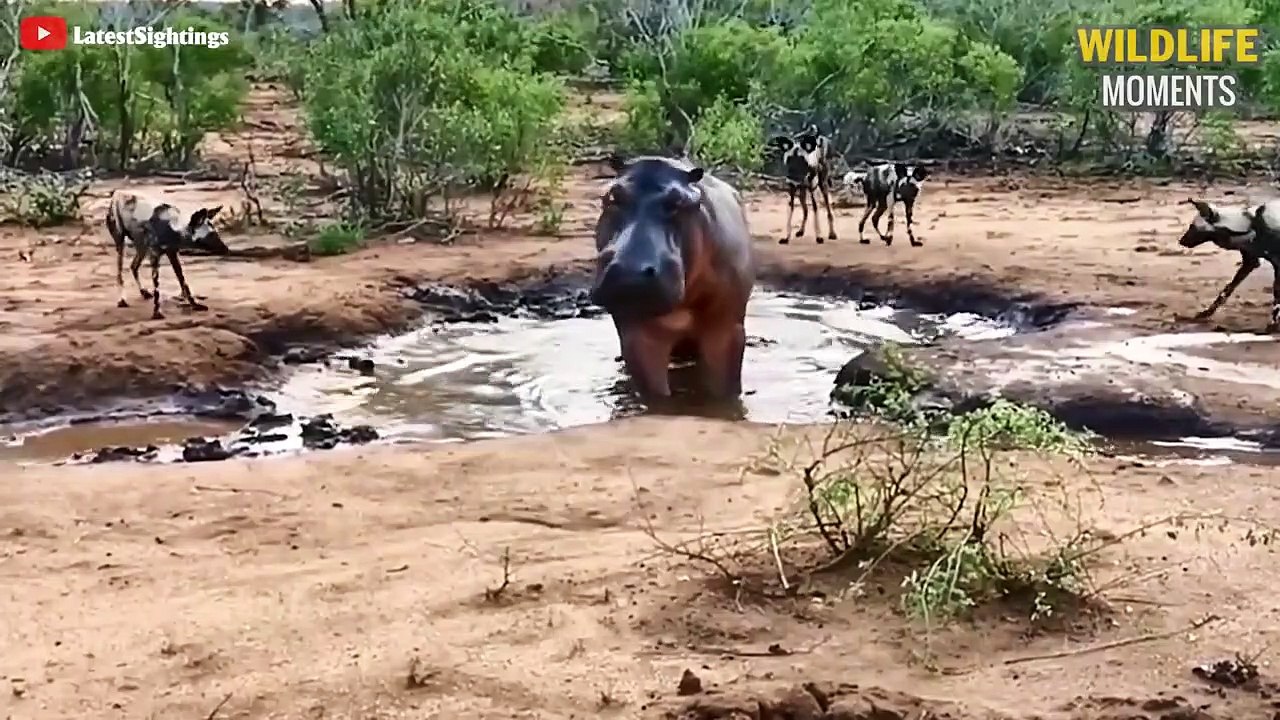 Brutal Moments Wild Dogs Hunt Giant Prey Caught On Camera - Wildlife Moments