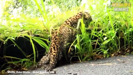 Cheetah Injured While Hunting & Injured Big Cats Continuously Live In Pain