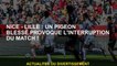 Nice - Lille: Un pigeon blessé provoque l'interruption du match!