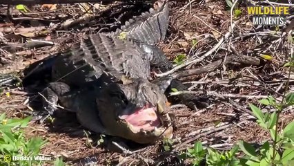 Crocodile Lose Jaw, Elephant Lost Trunk & 45 Moments Animal Injured @swagwildlifemoments